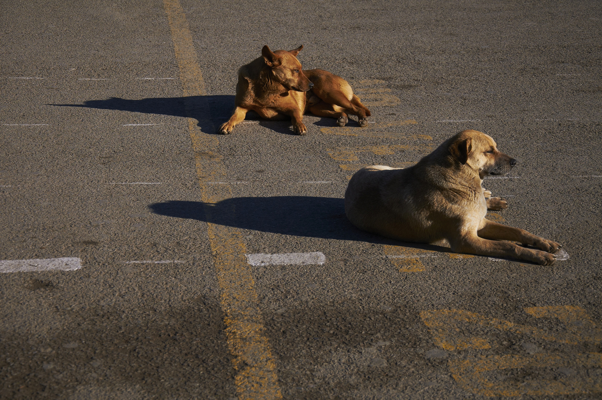 Street Dog Awareness: How to Safely Handle Stray Animals During a 5:00 AM Run
